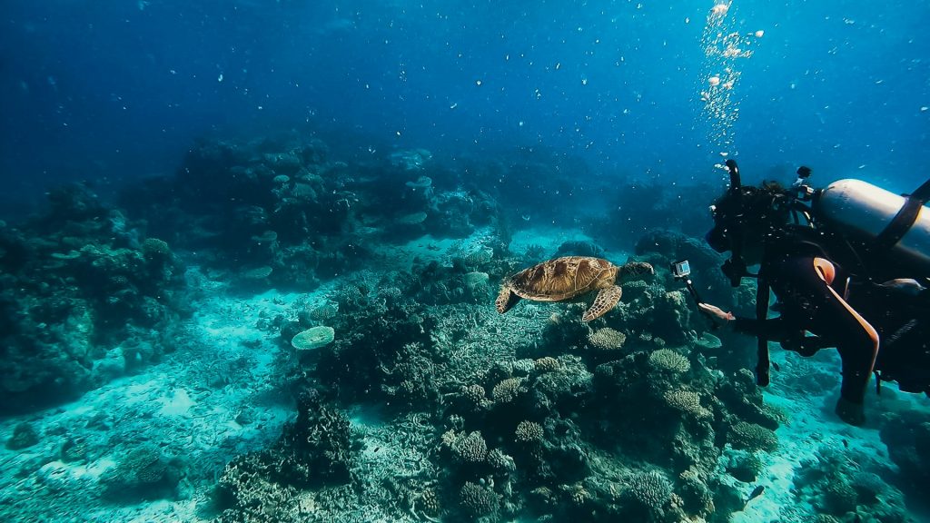 Plongée dans les récifs de la Grande Barrière de Corail depuis Port Douglas