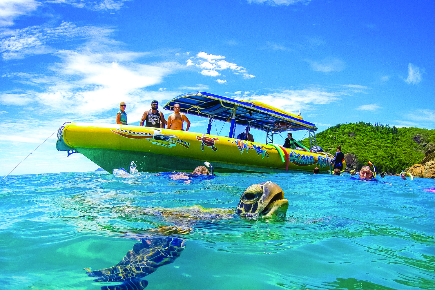 tortues snorkeling australie